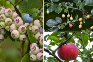 Vietoje pilnų sodų – milžiniški nuostoliai: augintojai prabilo apie tai, ko neteko