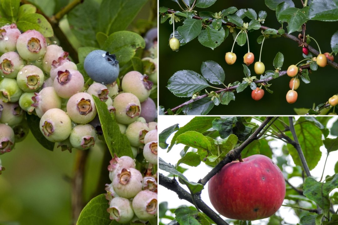 Vietoje pilnų sodų – milžiniški nuostoliai: augintojai prabilo apie tai, ko neteko