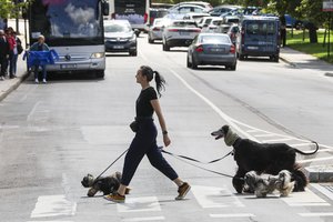 Tobulas šuns pasivaikščiojimas: mokslininkai įvardijo tikslų laiką ir veiklas