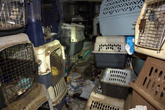 Įėję į namą pareigūnai išvydo šokiruojantį vaizdą – mažiausiai 70 kačių ir daugybė šunų laikyti siaubingomis sąlygomis