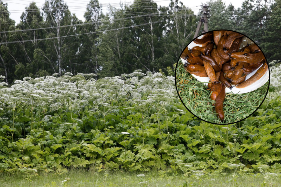 Iš pradžių savivaldybė iš to juokėsi, vėliau – suskubo prašyti pinigų: invazinė rūšis varo į neviltį