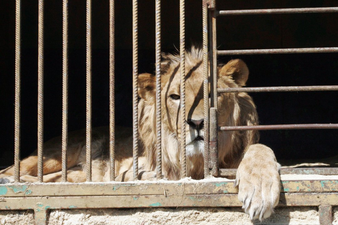 Spėjama, kad dėl šilumos smūgio Japonijos zoologijos sode nugaišo trys liūtės