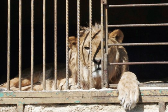 Spėjama, kad dėl šilumos smūgio Japonijos zoologijos sode nugaišo trys liūtės