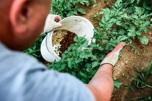 Rugpjūtį šių augalų geriau nebetręšti: dabar jie atrodys puikiai, o vėliau prasidės tikros bėdos