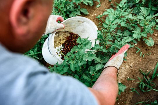 Rugpjūtį šių augalų geriau nebetręšti: dabar jie atrodys puikiai, o vėliau prasidės tikros bėdos