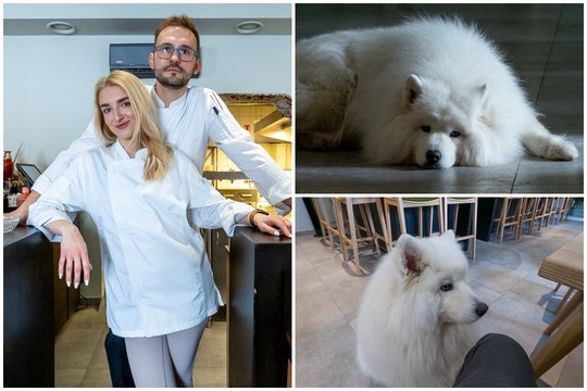 Samojedą iš Kauno galima sutikti ir restorane, ir Prancūzijoje: jis užkariauja visų širdis