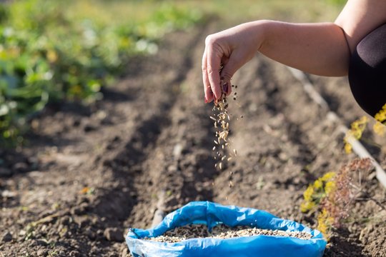 Dar nevėlu sėti: šių daržovių derliaus sulauksite po kelių savaičių