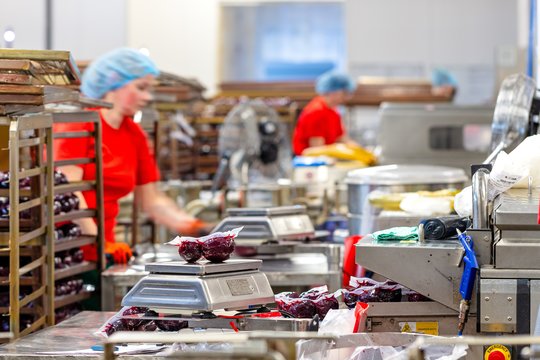 Prie Reino gimė mintis, kuri lietuviams neša milijonus: pradėję virtuvėje Palangoje dabar valdo 60 proc. Italijos burokėlių rinkos
