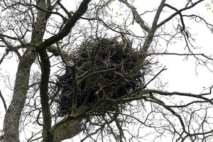 Piktavalių rankose – aplinkosaugininkų kortos