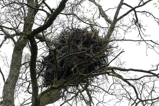 Piktavalių rankose – aplinkosaugininkų kortos