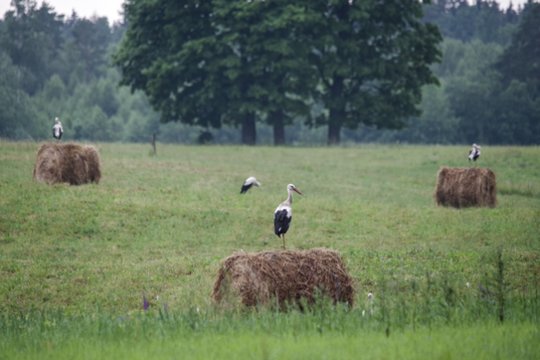Tariamai paveldėtojai – nemalonumai dėl žemės sklypų Aukštaitijoje