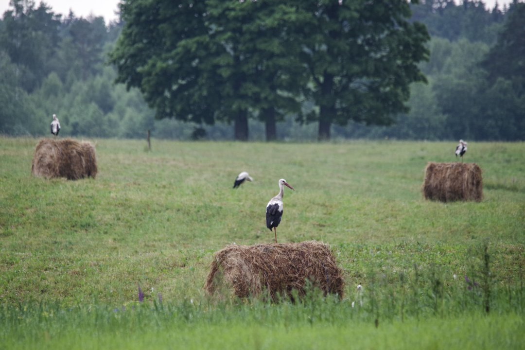 Tariamai paveldėtojai – nemalonumai dėl žemės sklypų Aukštaitijoje