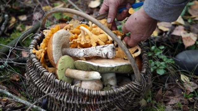 Palankūs vasaros orai lepina grybautojus: laimikius pirkėjams siunčia ir į kitus miestus