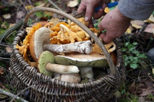Palankūs vasaros orai lepina grybautojus: laimikius pirkėjams siunčia ir į kitus miestus