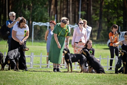 Tarptautinėje šunų parodoje sužibėjo lietuvių skalikų veislė