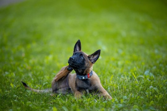 Meilumo įsikūnijimas Pipiras išaugs į nusikaltimų tyrėją: kimba į darbą policijoje