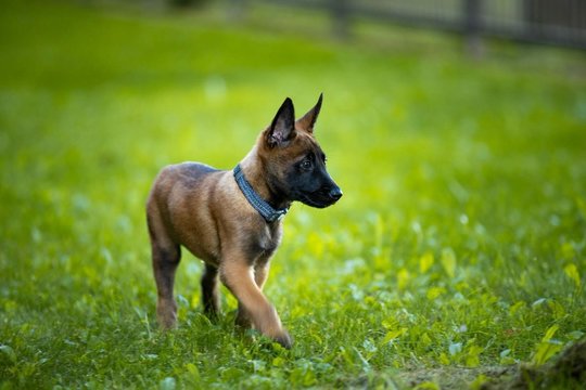 Meilumo įsikūnijimas Pipiras išaugs į nusikaltimų tyrėją: kimba į darbą policijoje