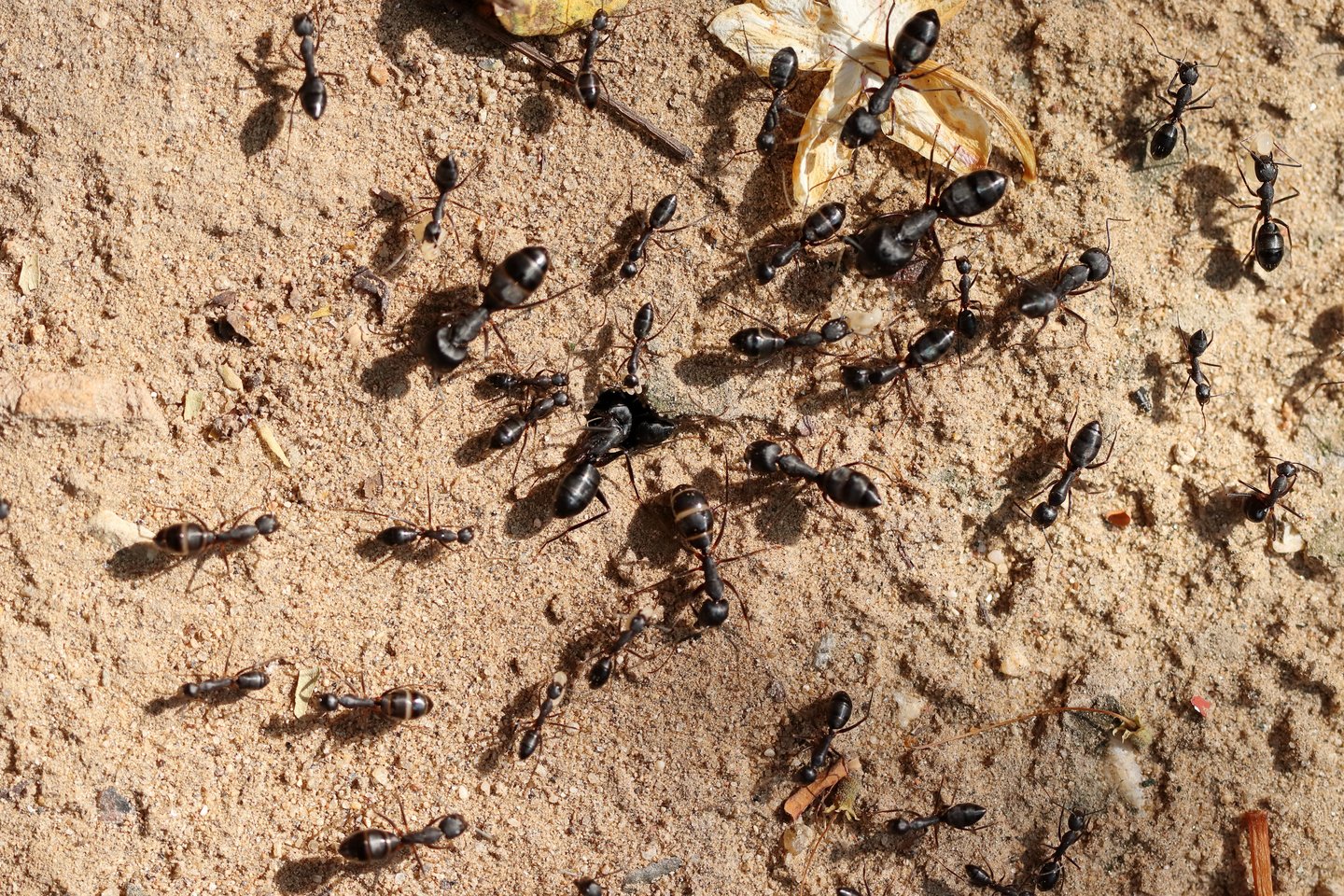 Pamačius skruzdėlių lizdą sode ar prie terasos, pirmasis impulsas dažnai būna kuo greičiau jį sunaikinti.<br>123 rf nuotr.