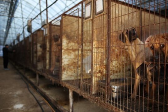 Pietų Korėjoje – paskutinis šunienos sezonas: restoranai vienas po kito užveria duris