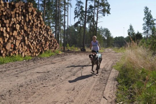 10 metų po Ramzio nužudymo: Lietuvos keturkojam pareigūnui atminti – ypatingos varžybos
