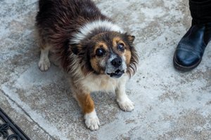 Naktį Klaipėdoje aidėjo garsus šuns lojimas: gyvūnas kvietė pagalbą
