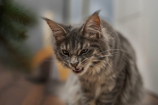 Kodėl ir kada katės kaukia? Viskas daug sudėtingiau, nei gali pasirodyti iš pirmo žvilgsnio