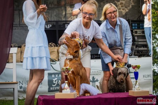 Šunų festivalyje Rokiškio r. visų dėmesį prikaustė aklas šuo: stebino ypatingais sugebėjimais