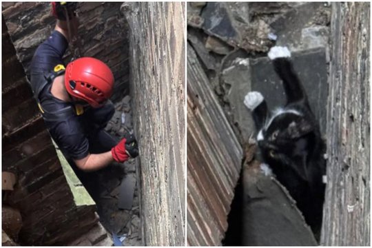 Jaunos katytės gelbėjimo operacija priminė „nesėkmingą pabėgimą iš kalėjimo“