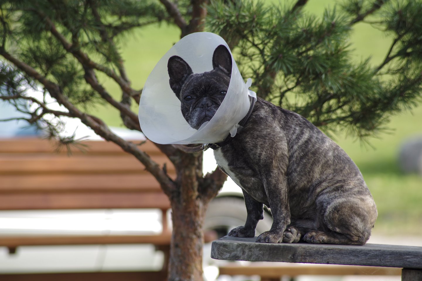 Prancūzų buldogas<br>V.Ščiavinsko nuotr.