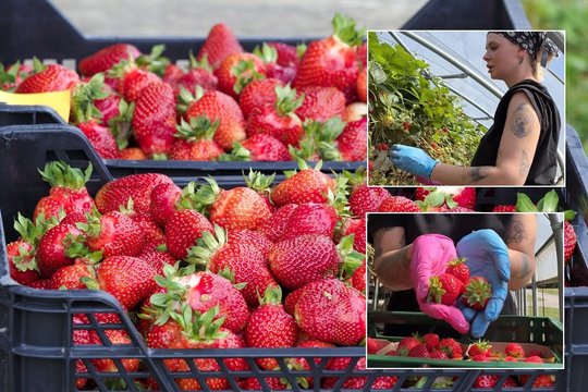 33 dienos be jokios išeiginės: moteris pasigyrė, kiek per tiek laiko pavyko užsidirbti
