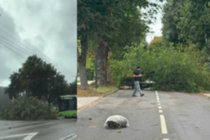 Perspėja keleivius ir vairuotojus – nuvirtę medžiai nutraukė troleibuso laidus, kai kur neveikia šviesoforai