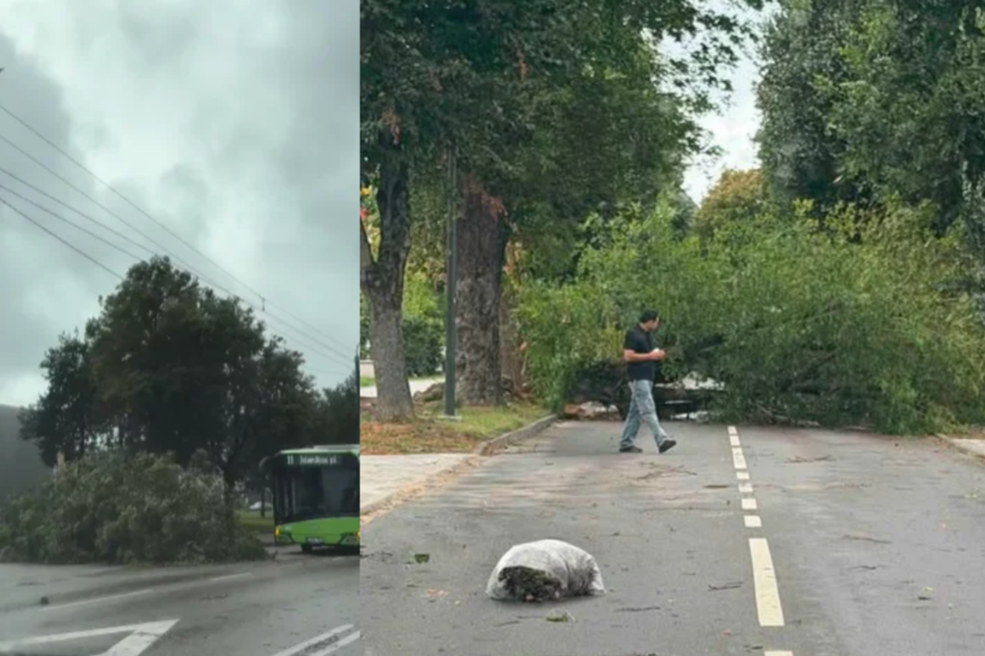 Perspėja keleivius ir vairuotojus – nuvirtę medžiai nutraukė troleibuso laidus, kai kur neveikia šviesoforai