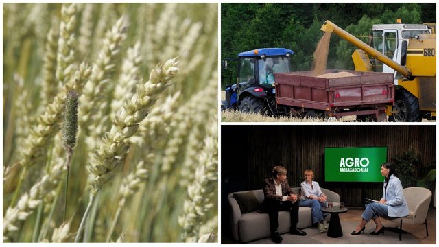 Fuzariozės epidemija Lietuvos laukuose: liga šiemet palietė daugybę ūkių