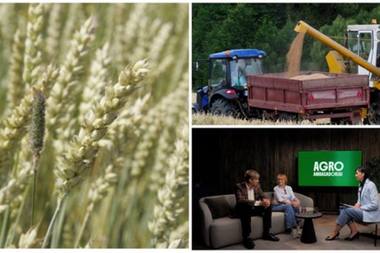Fuzariozės epidemija Lietuvos laukuose: liga šiemet palietė daugybę ūkių