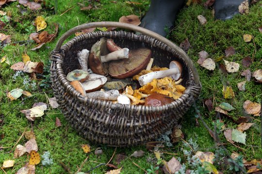 Grybų sezonas įsibėgėjo: ko svarbu nepamiršti einant į mišką