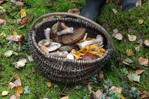 Grybų sezonas įsibėgėjo: ko svarbu nepamiršti einant į mišką