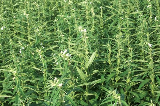Paklausė DI patarimo – prarado 10 hektarų pasėlių