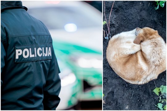 Klaipėdoje prie prekybos centro partrenktas šuniukas: policija prašo visuomenės pagalbos