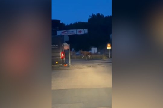 Viename Vilniaus autoservisų – netikėtas klientas: parodė, kas užklydo