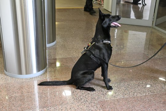 Šie neeiliniai keturkojai pareigūnai tarnauja Lietuvai: atskleidė, ką iš tiesų sugeba