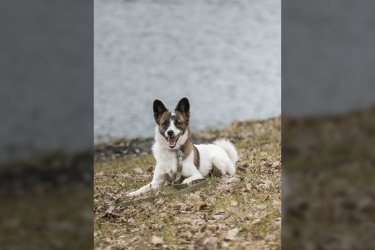 Galvosūkiu tapusi Mocha laukia savo žmogaus: dovanos begalinę meilę ir smagų laiką kartu
