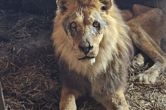 Klaipėdos zoologijos sode – dar daugiau sukrečiančių radinių: rasta nugaišusi lūšis, povas