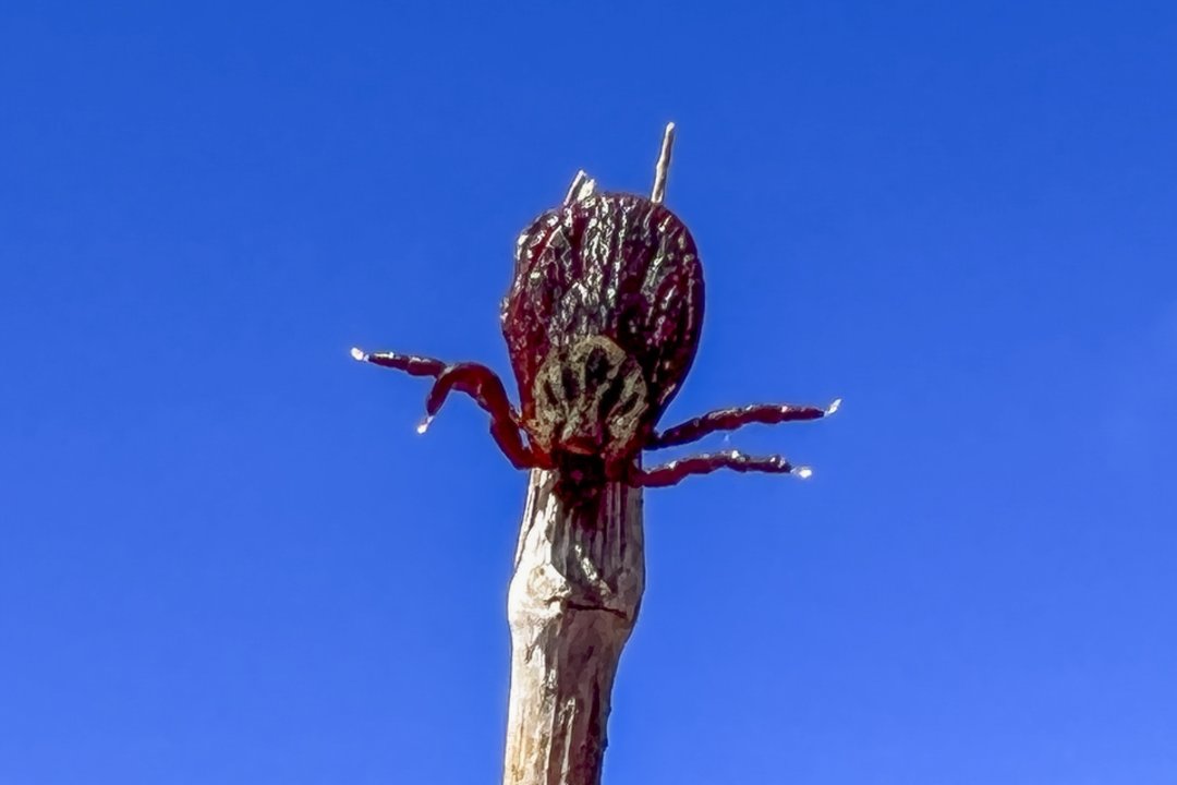 Erkinis encefalitas: medikai perspėja, kad užsikrėsti galima iki pat vėlyvo rudens