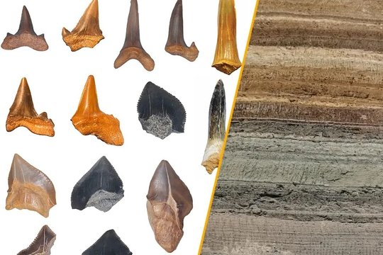 Egipto siurprizas: dykumoje – senovinių ryklių dantys