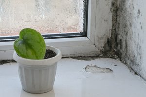 Nuvalote pelėsį, bet jis vis grįžta? Yra būdas patikrinti tikrąją priežąsti, kodėl tai vyksta