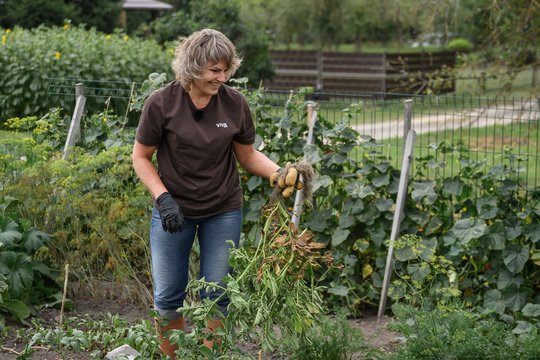 Loreta be trąšų užaugino beveik dvigubai didesnes bulves: parodė, kas suveikė