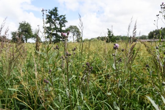 Svarbi žinia ūkininkams: šį terminą nuspręsta pratęsti