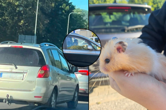 Vilniuje – sukrečiantis vaizdas: žmonės išmetė gyvūną tiesiog sankryžoje
