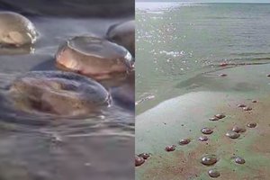 Pajūrį nuklojusios medūzos neramina poilsiautojus: ar verta saugotis