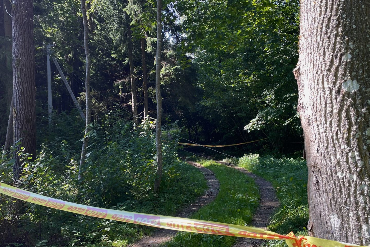 Nukritę elektros laidai.<br> Skaitytojo nuotr.